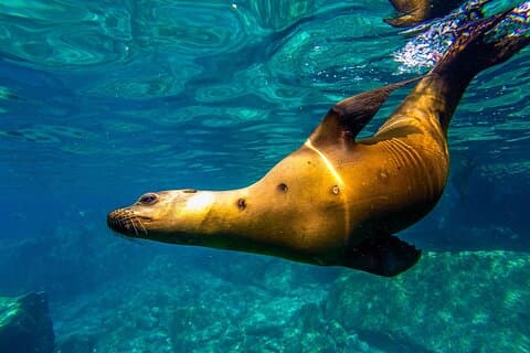 Sea Lion Snorkeling & Island Beach Picnic – Espíritu Santo Tour