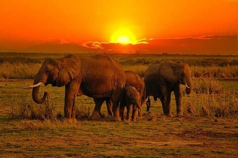 Group Joining Day Tour to Tsavo East from Mombasa Port