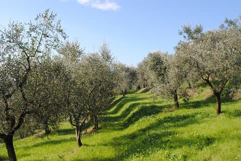 Peza Valley Afternoon Tour: Soap Making, Wine, Olive Oil & Raki