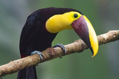 Private Tour 2 Tage Guatape + Dschungeltour + Vogelbeobachtung