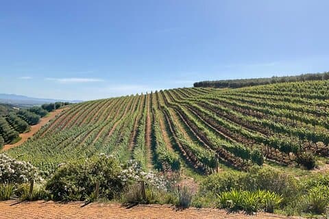 Tour privado de degustação de vinhos de Cape Winelands