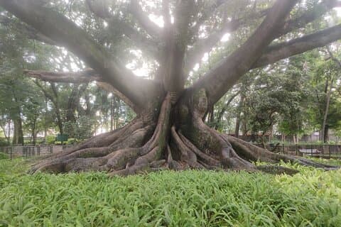 Lalbagh Botanical Garden Early Morning Walk + Breakfast at MTR