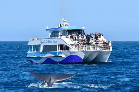 Guided Whale Watching Tour from Long Beach
