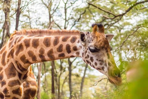 Visita al Giraffe Centre da Nairobi