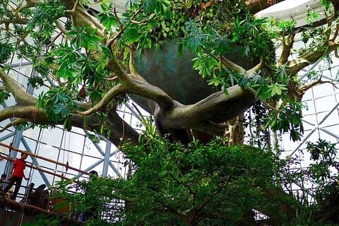 Biglietto per The Green Planet a Dubai