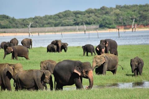 Privé jeepsafari in Minneriya National Park om olifanten te bezoeken