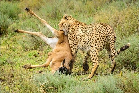 2-tägige Tarangire- und Ngorongoro-Krater-Safari ab Sansibar