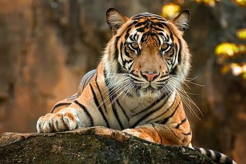 Visite du parc national Jim Corbett de 2 jours avec 2 Safari