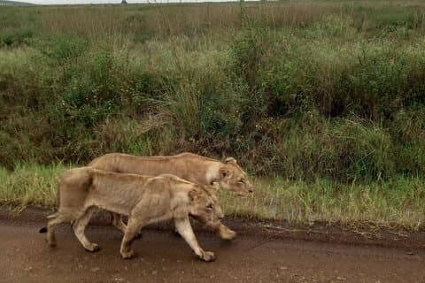 Parc national d'une demi-journée de Nairobi
