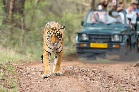 Triângulo Dourado de 5 dias com Parque Nacional Jim Corbett Safari