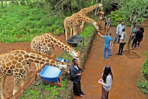 Visite privée au centre des girafes à Nairobi