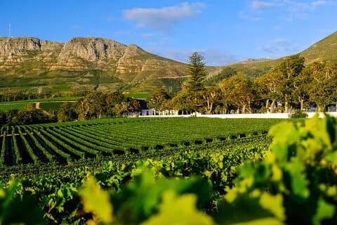 Table Mountain til World of Birds og Constantia Wineries Tour