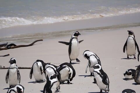 5 Days Exploring Cape Town Private Tour