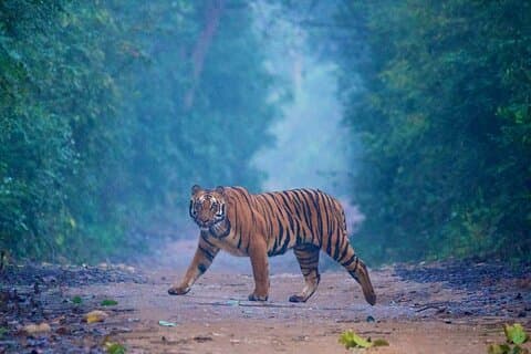Tour de 2 dias em Tajmahal e Fort com Tiger Safari a partir de Bangalore