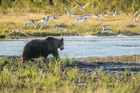 Excursion d'observation des ours et randonnée à Oulanka au départ de Rovaniemi
