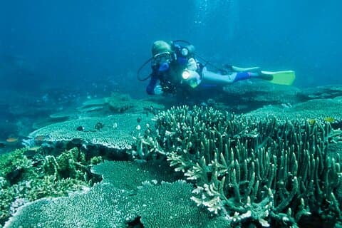 Bohol Balicasag Island Hopping and Dolphin Watching