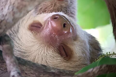 Passeggiata e avvistamento di flora e fauna a Manuel Antonio