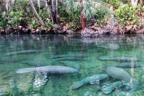 Tandem Kayak Rental (2hr) - Blue Spring State Park