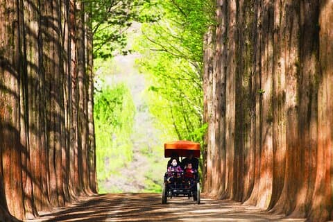 Dagtrip naar Nami-eiland en spoorfiets vanuit Seoul
