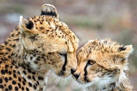 Il Cheetah Outreach e le Winelands Premiate a Città del Capo