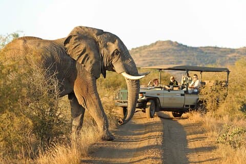 3 - Día Big Five Madikwe Safari desde Johannesburgo