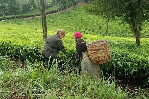 Kiambethu Tea Farm Day Tour