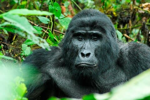 3-Day Gorilla Trekking Safari in Uganda