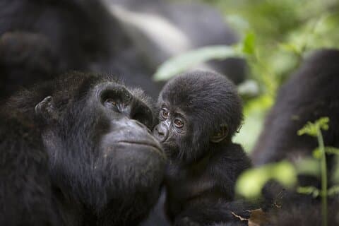 3 Tage Uganda Gorilla Safari