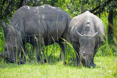 Tour del circuito settentrionale Safari di 14 giorni in Uganda