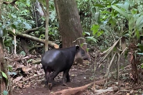 Private regnskog natt og dagstur/Tapir hjem Bijagua-selvkjøring