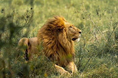 Safari de luxe de 5 jours de Zanzibar à Nyerere et Ruaha