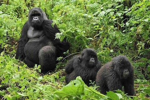 Private 4-tägige Wildtiertour und Gorilla-Tracking in Uganda