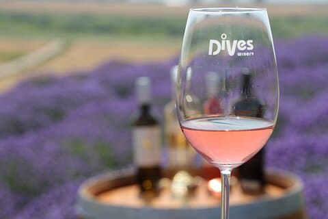 Aroma sampling of 5 Bulgarian Lavender varieties at DiVes Winery