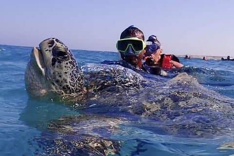 Marsa Mubarak Boat Trip with Turtles & Dugongs from Marsa Alam