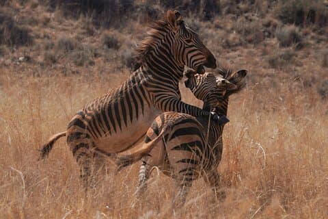 Safari di 6 giorni a Ngorongoro e Serengeti Grande Migrazione e Big Five