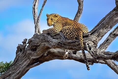 Big 5 Kruger National Park 2 dagars safari från Johannesburg