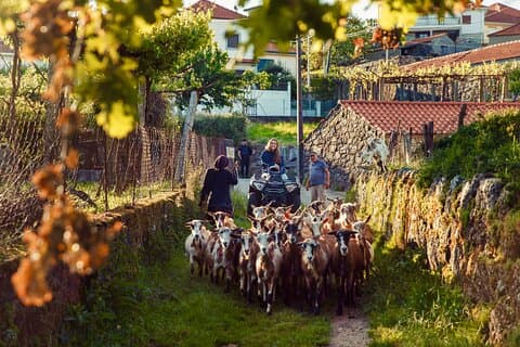 2h Quad Tour • (price is per vehicle)