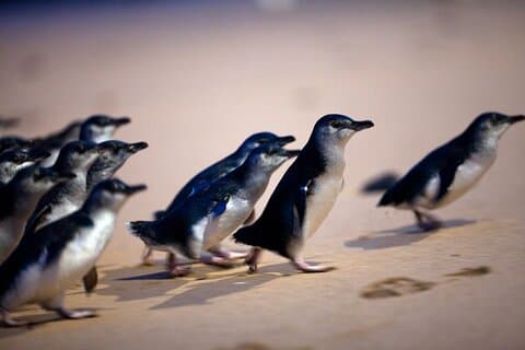Phillip Island Penguin Parade, visite en bus de la faune et des boîtes de plage