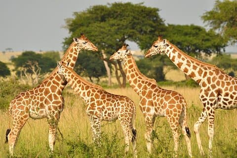 Privétour in het Giraffe Centre in Nairobi