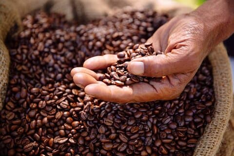 Kenyansk kaffefarmstur