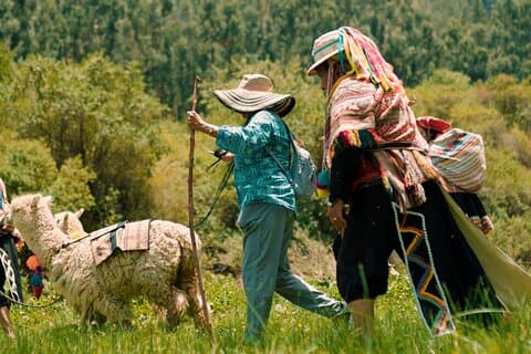 Hiking with Alpaca in Sacred Valley (3-hours Experience)
