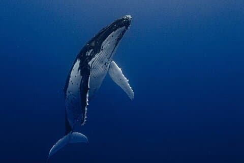 Ocean Safari Tour i Cabo San Lucas