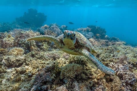 All Inclusive Day Tour to Frankland Islands Great Barrier Reef