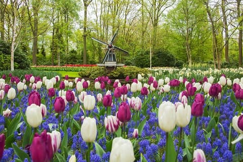 Privé tour: Keukenhof en FlowerFarm Tour vanuit Amsterdam