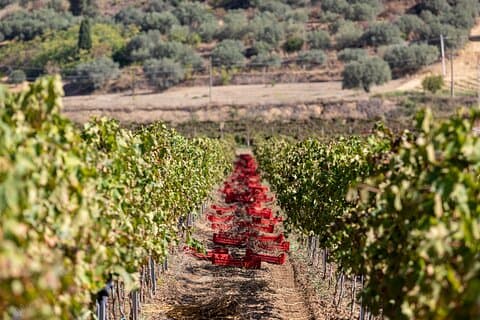 Wine Tasting & Light Lunch on Summer in Caltagirone