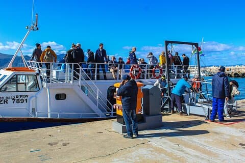 Transfert aller-retour privé à Hermanus Whale Watching Wine Tasting + Penguins F / D