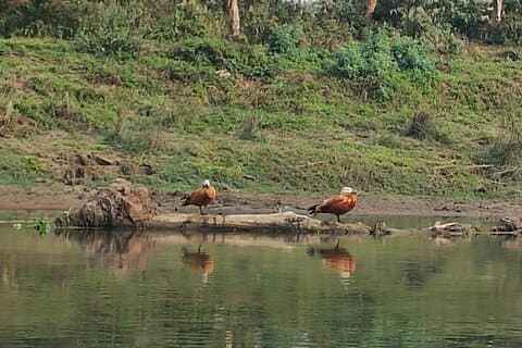 Nature Walk in Chitwan Jungle Safari with Guide