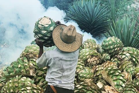 Esperienza del giorno del Mezcal
