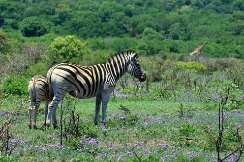 7-daagse Kidepo- en Sipi-safaritour