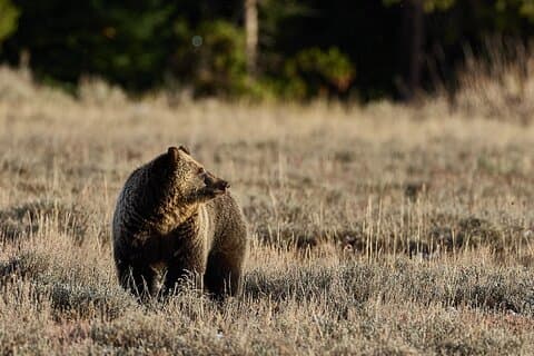 Private Yellowstone Summer Wildlife Photo Safaris - Half Day
